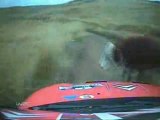 rally car hits cow