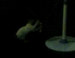 Funny cats - My cat childs playing electronics cable