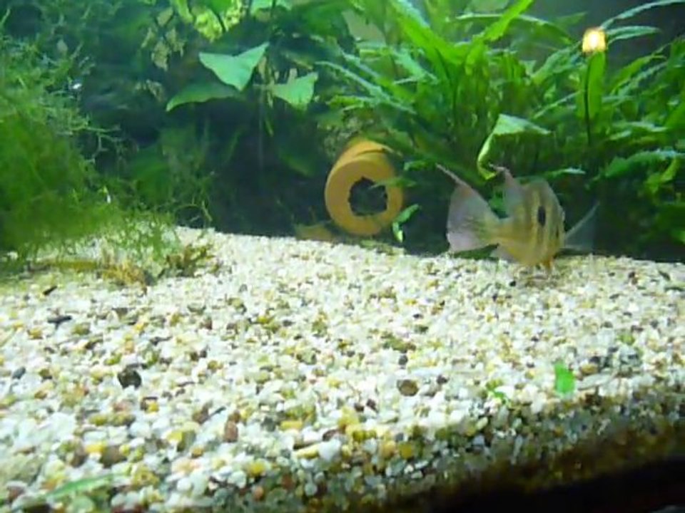 Les Geophagus sont des parents exemplaires