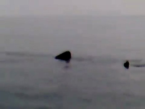 Squalo di 6 metri avvistato a Frigole