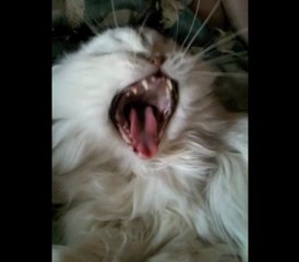 BANDE ANNONCE LANGUE DE VIC, LA BÊTE BLANCHE DE L'ACTU