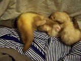 Ferret Playtime !!  Youpi on peut s'amuser  !