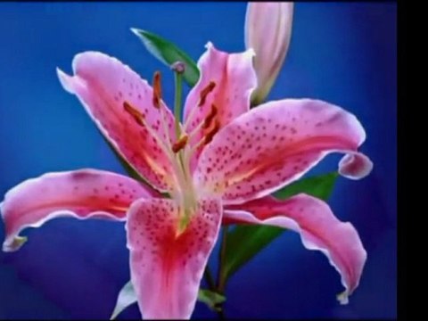 Ahmet Mekki Efendi (r.a)-Şeytanın Hileleri