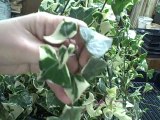 How To Make Cuttings & Propagate Jade Ivy  Vine