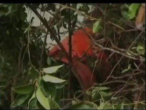 India - Disastro aereo a Mangalore, 158 morti