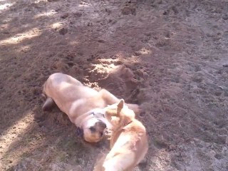 Kumiko et Eiffel en Vendée 2011
