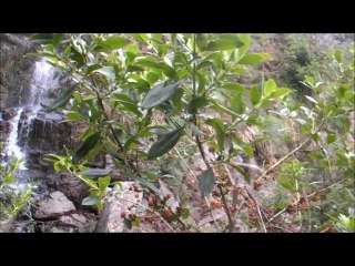 Whangarei Quarry Gardens