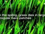 Marietta Lawn Care- Weed Pro: Japanese Beetle Control