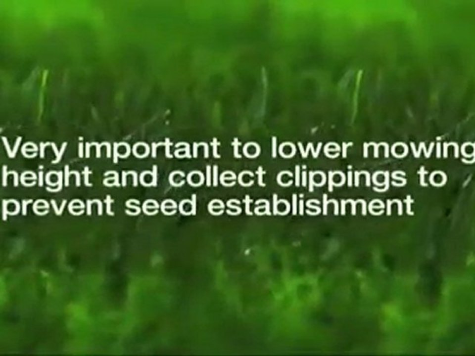 Cumming Lawn Care- Weed Pro: Crab Grass killer