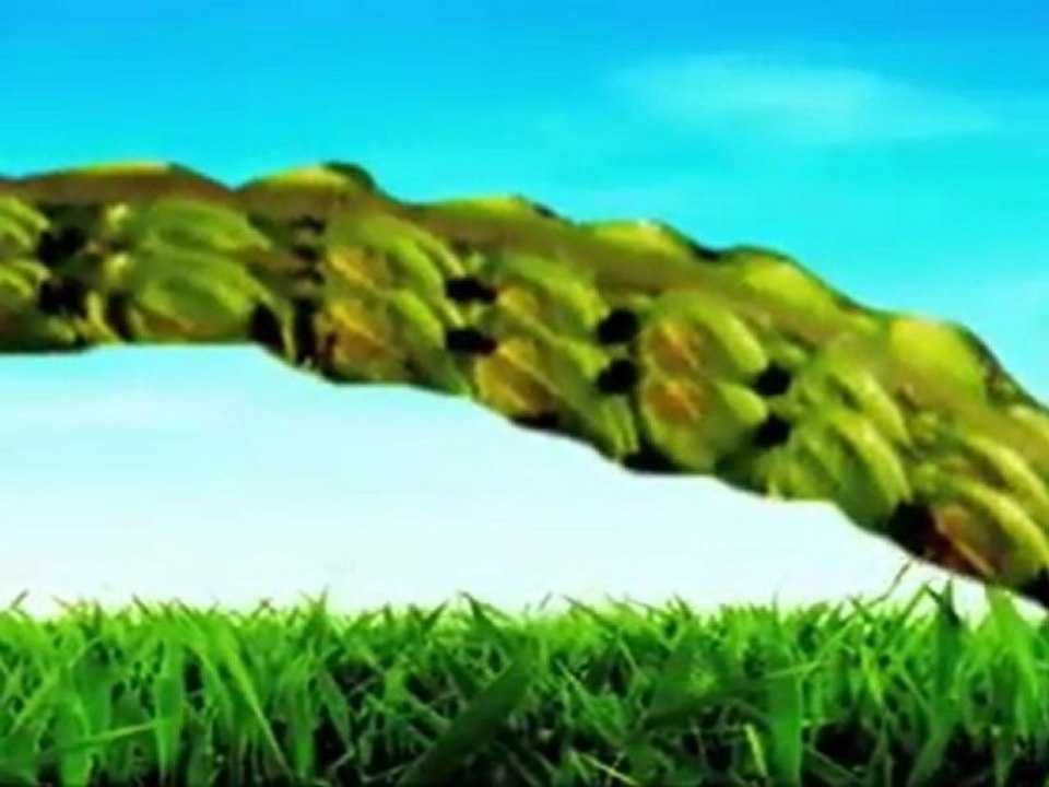 Dunwoody Lawn Care- Weed Pro: Dallis Grass Weed