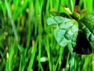 Johns Creek Lawn Care- Weed Pro: Henbit Weed
