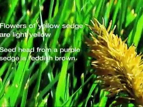 Marietta Lawn Care- Weed Pro: Nutsedge Control