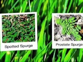 Roswell Lawn Care- Weed Pro: Spotted Spurge Weed