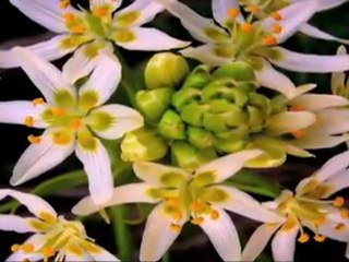 Georgia Lawn Care- Weed Pro: Wild Onion Weed
