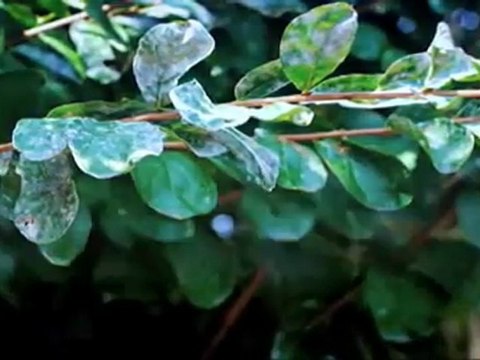 Suwanee Lawn Care- Weed Pro: Powdery Mildew Treatment