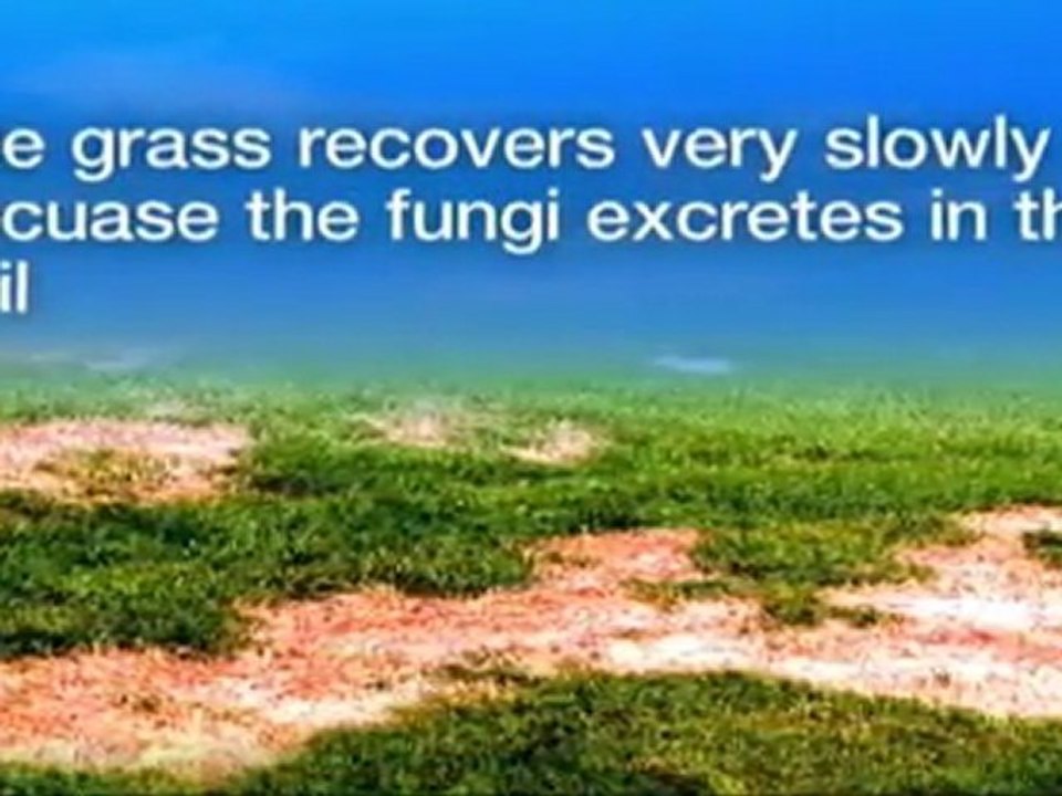 Roswell Lawn Care- Weed Pro: Spring Dead Spot Control