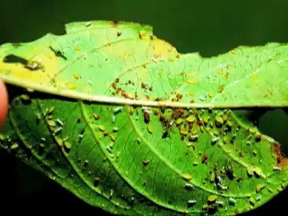 Norcross Lawn Care- Weed Pro: Aphids Removal