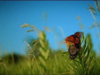 Pollen - Extrait "Le Papillon Monarque" [VF|HD]