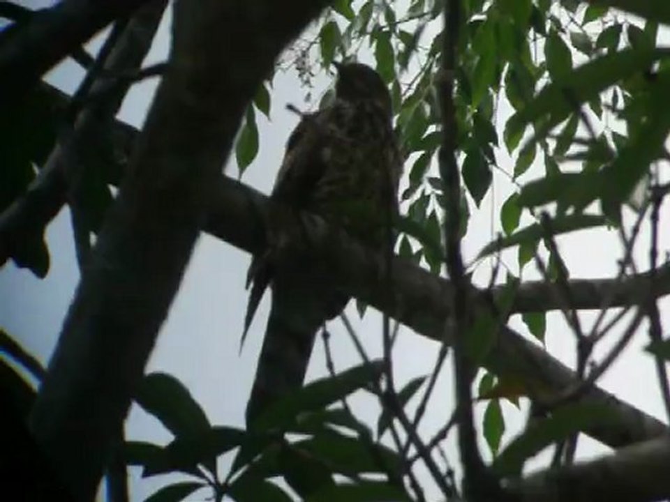 large Hawk-Cuckoo