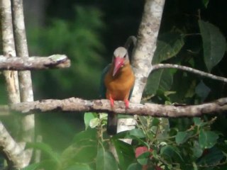 Stork-billed Kingfisher