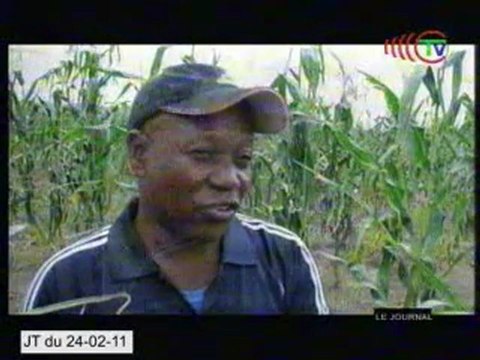 Campagne de récolte des semences améliorées