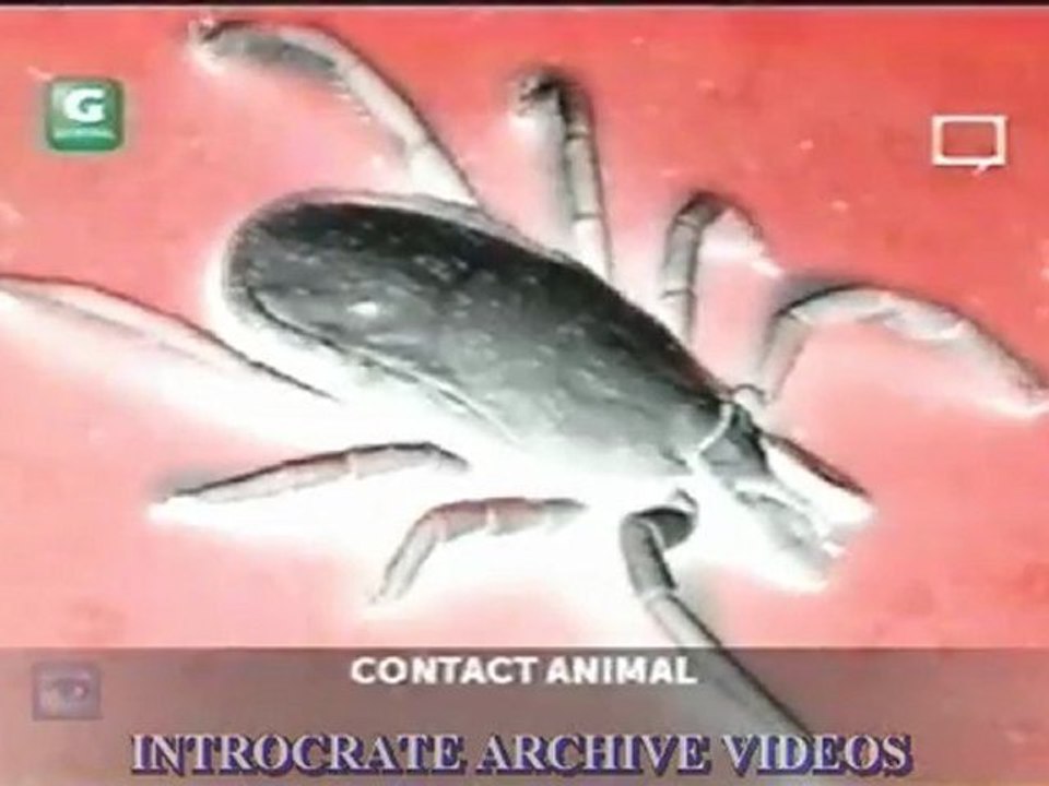 Ces Insectes qui tuent - 2 de 3
