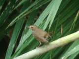 Rufous-tailed Robin after 6 years comback to Khao Yai NP.