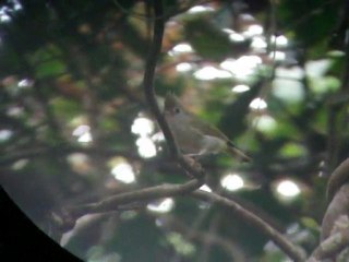 White-bellied Yuhina