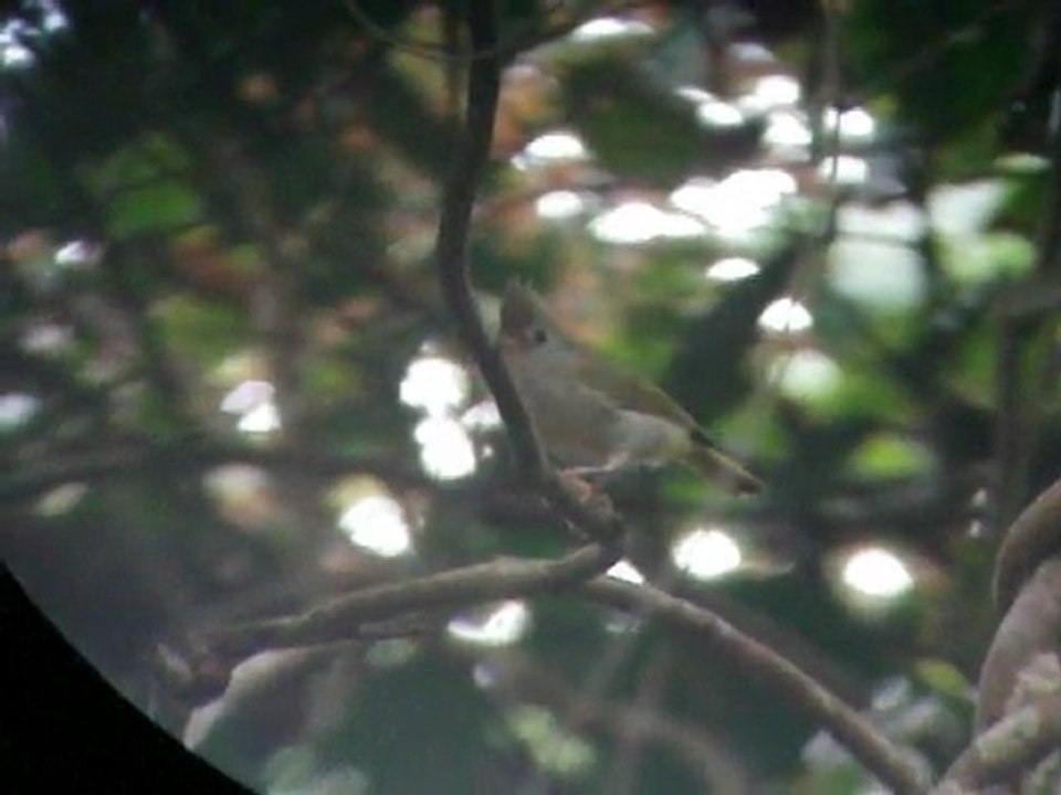 White-bellied Yuhina