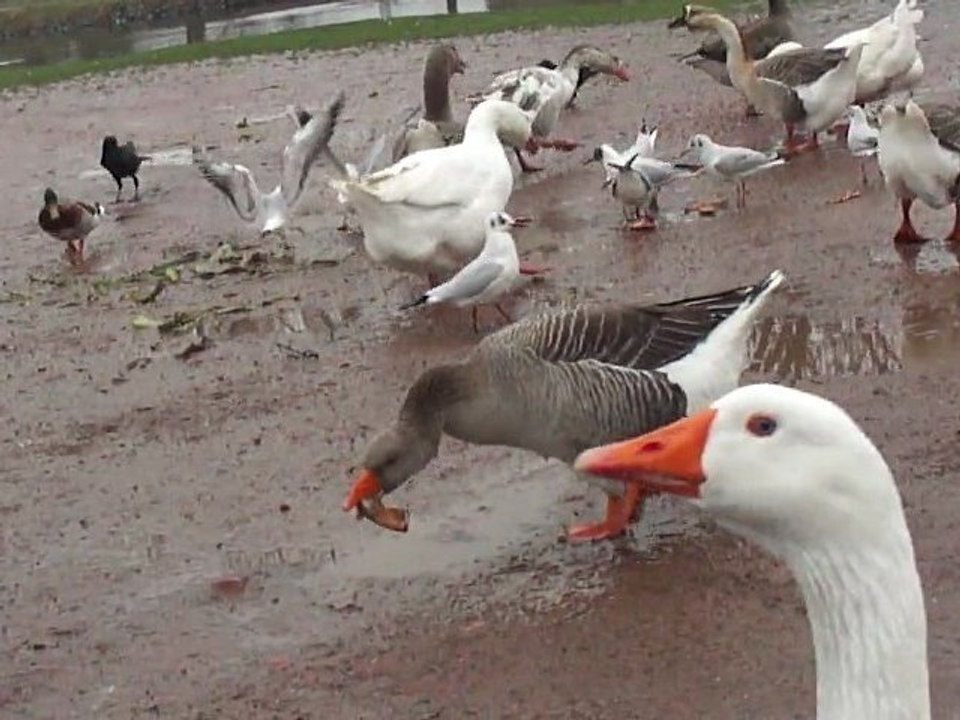 ---les oies