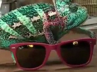 Bir Bukalemun Ne Kadar Hızlı Renk Değiştirebilir