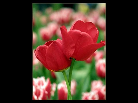 Göksel Baktagir- Aşk masalı