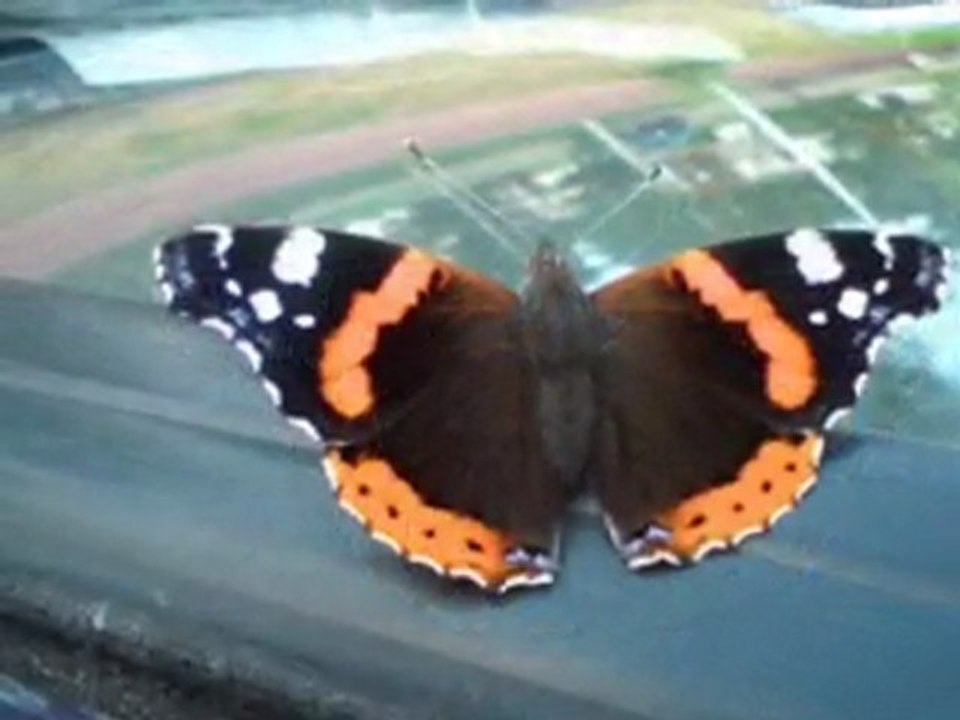 Motyle podświadomości