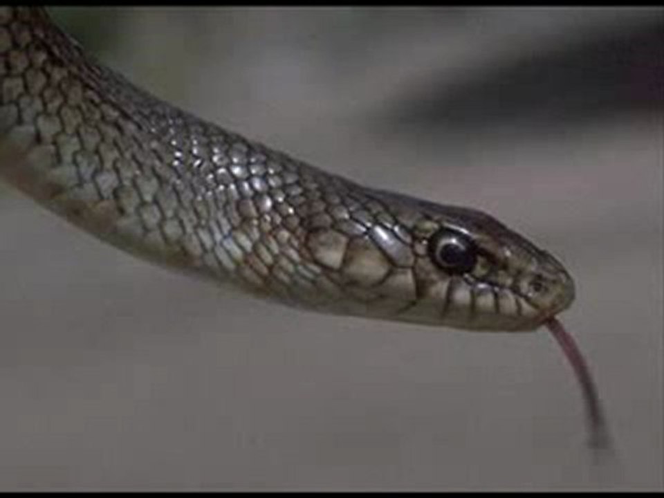 BIR YILANIN HZ MUHAMMED (SAV) ' E AŞKI