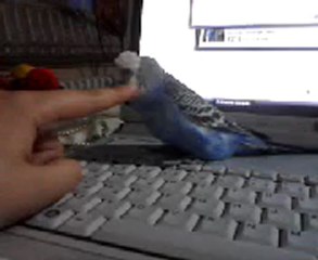 Muhabbet Kuşu Kınuşması