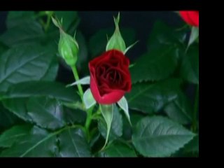 Ebü'l Hüseyin Nuri (r.a)-Evliyâ Nasıl Tanınır