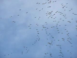 P1290297 LES GRUES SONT DE RETOUR