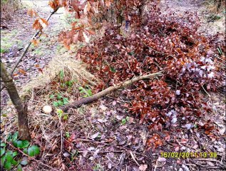 Elagage par l'ONF dans une parcelle de jeunes chênes