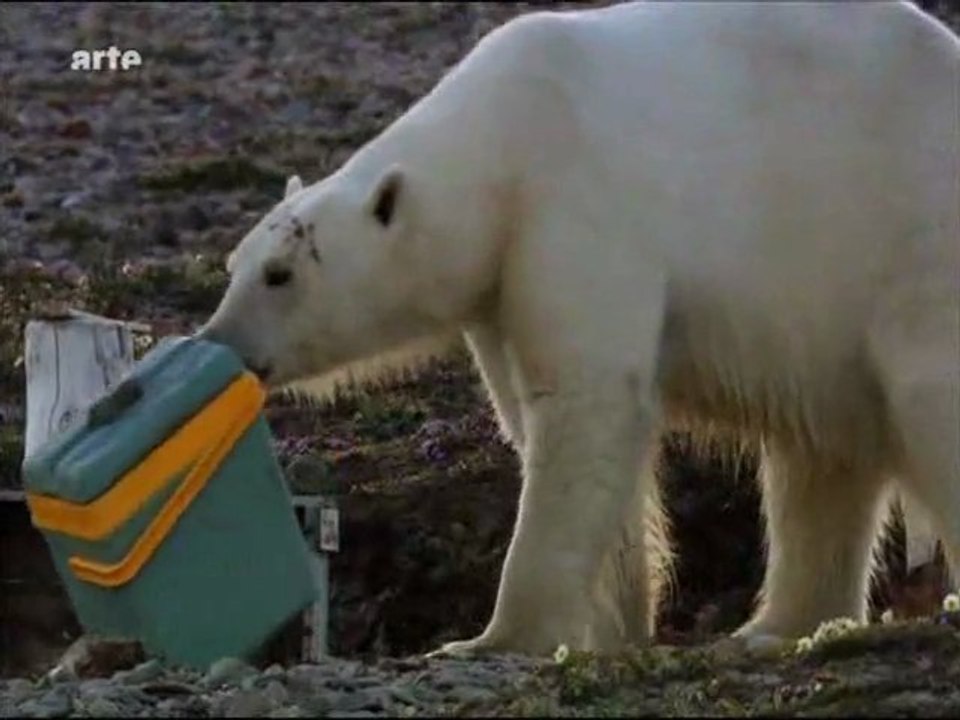 scandinavie sauvage : le groenland (2)