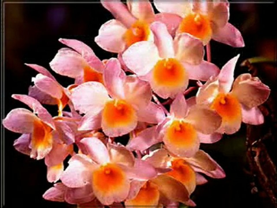 cheb nasro 3tak rabi blassa fi galbi-www.ntii.tk