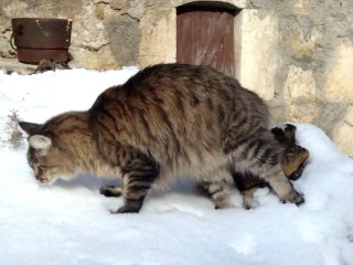main coon fidji dans la neige