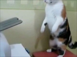 Funny Cat Fixing Computer