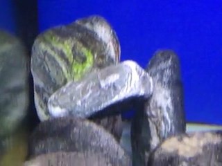 F0 İlangilerimin İlk F1 Yavruları