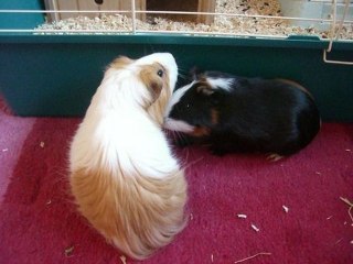 Ma 1ère Rencontre avec Perle et Rosy en 2009