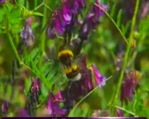 GIDA GÜVENLİĞİ AÇISINDAN ORGANİK TARIM