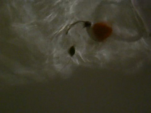 rigide, cheveux souple, plombs et contre poids hameçon