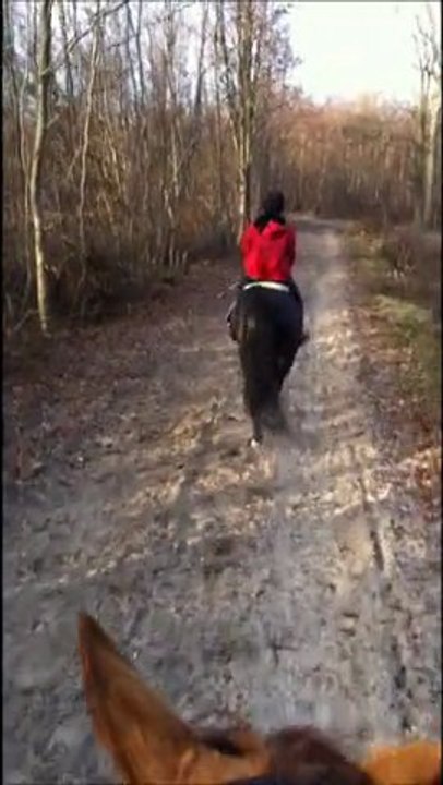 Forêt Chantilly 1
