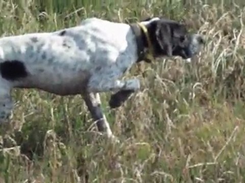 Pointer ile Bıldırcın Avı