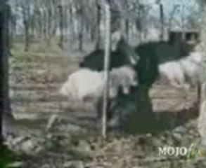 Horny-Animals