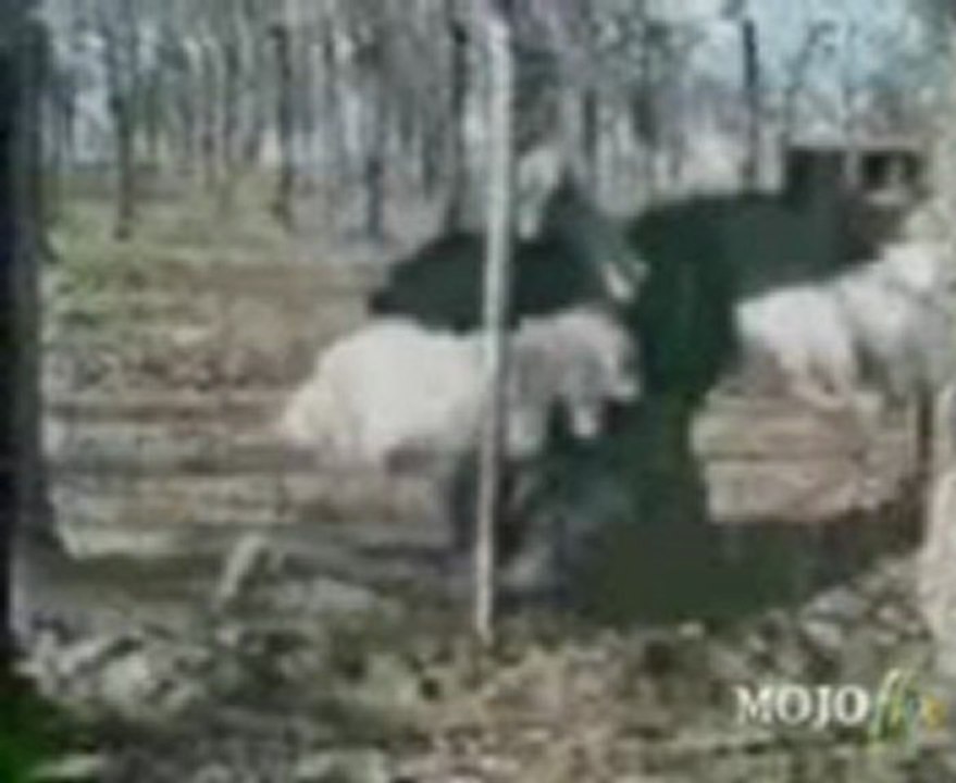 Horny-Animals